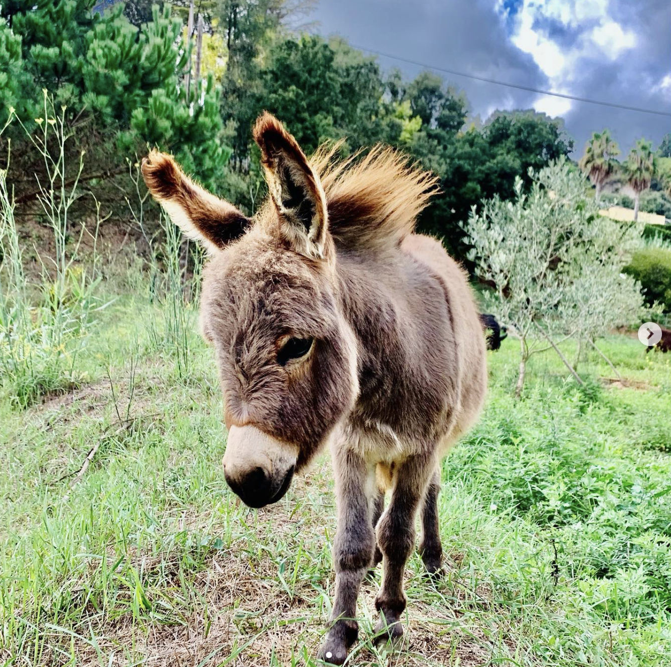 Retrato de Burro Miniatura